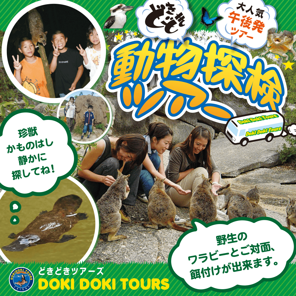DOKI DOKI TOURS どきどきツアーズ キュランダ マリーバ トルガ 動物探検ツアー
